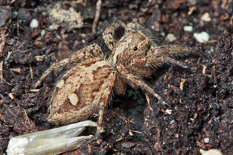 Plexippus paykulli - Malta